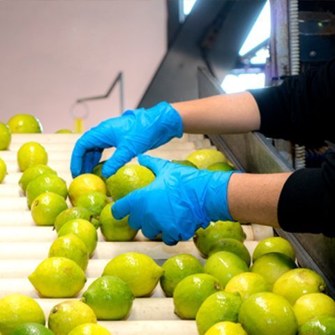 Food Handling Disposable Gloves